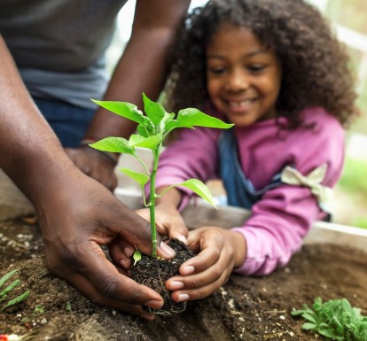 A father's hands guide a smiling little girl in planting a seedling in a garden.