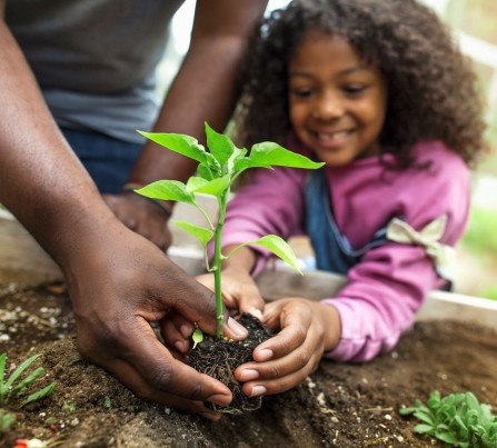 A father's hands guide a smiling little girl in planting a seedling in a garden.