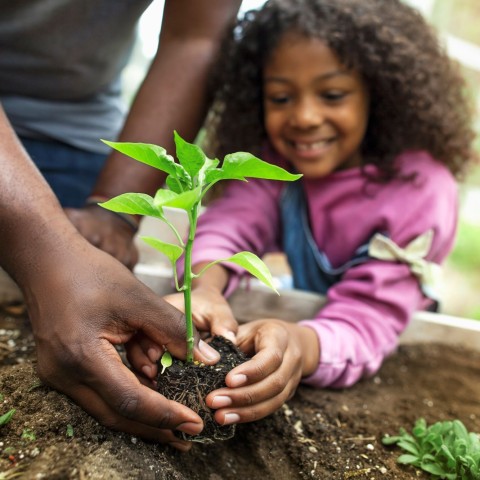 A father's hands guide a smiling little girl in planting a seedling in a garden.